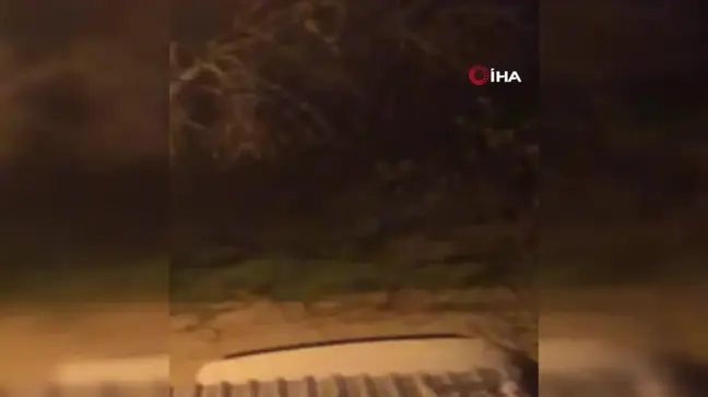 Bursa'da aç kalan domuz sürüsü şehir merkezine indi