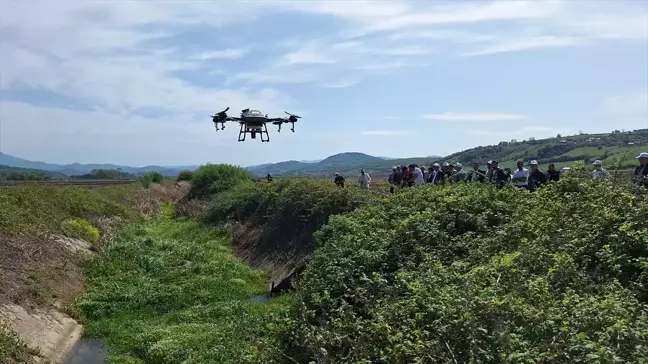 Samsun'da çeltik tarlalarında dronla sivrisinek ilaçlama başladı