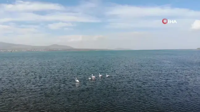 Tatvan'da flamingolar görsel şölen oluşturdu