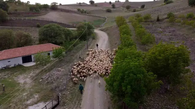 Amasya'da Koyun Sürüleri Yaylaya Erken Göç Etti