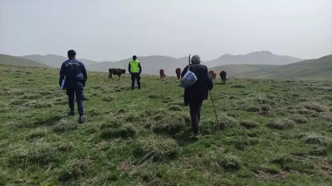 Bayburt'ta kaybolan büyükbaş hayvanlar dron yardımıyla bulundu