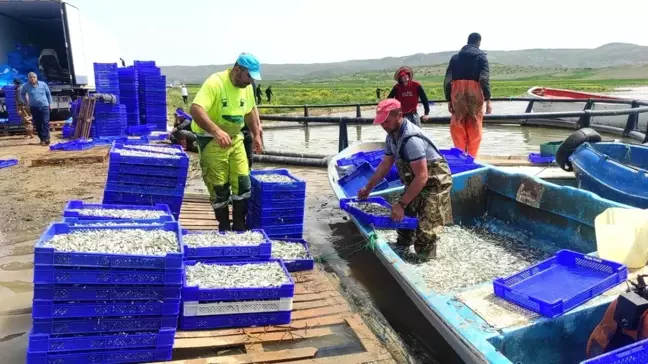 Yozgat'tan Avrupa'ya Gümüş Balığı İhracatı