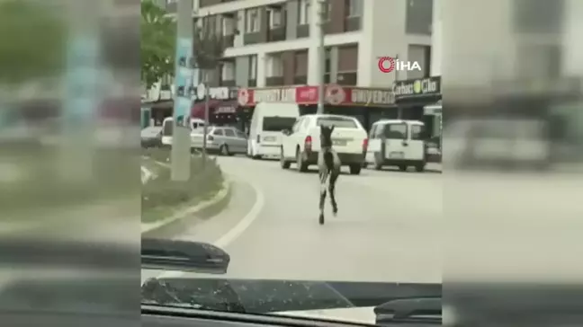 Başıboş tay trafiği tehlikeye düşürdü