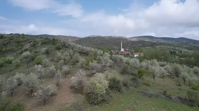 Ankara'da kaybolan büyükbaş hayvanlar dronla bulundu