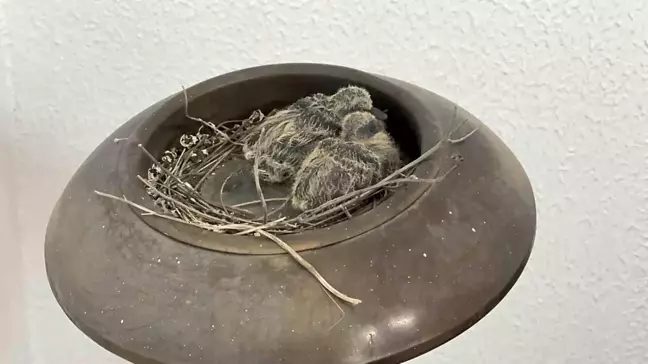 Düzce İl Genel Meclis Başkanı'nın makam odasında kumru yuvası
