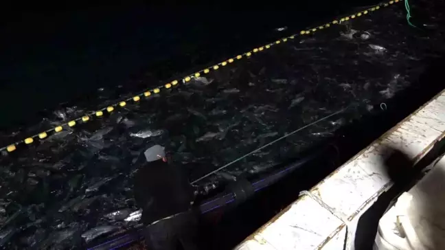 İhracat Rekorları Kıran Türk Somonu Hasat Edilmeye Başlandı