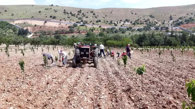 Kahramanmaraş'ta işçi bulamayan yaşlı adam, bahçe işlerini kendisi yapıyor