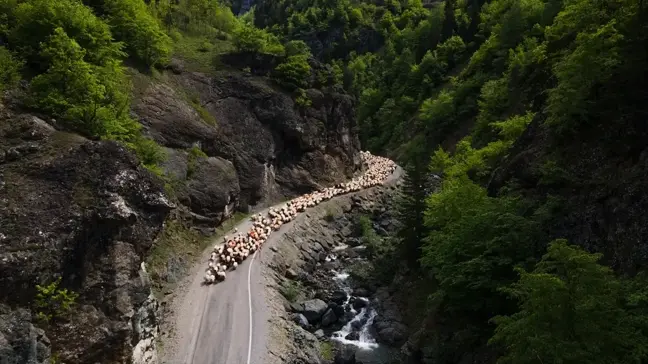 Doğu Karadeniz'de Besiciler Yaylalara Göç Ediyor