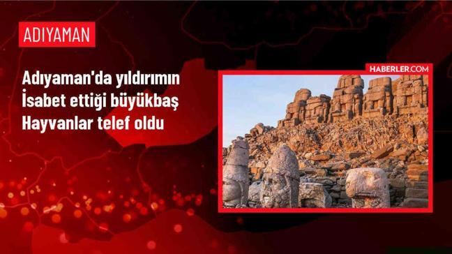 Çelikhan'da Yıldırım İsabet Eden 5 Büyükbaş Hayvan Telef Oldu