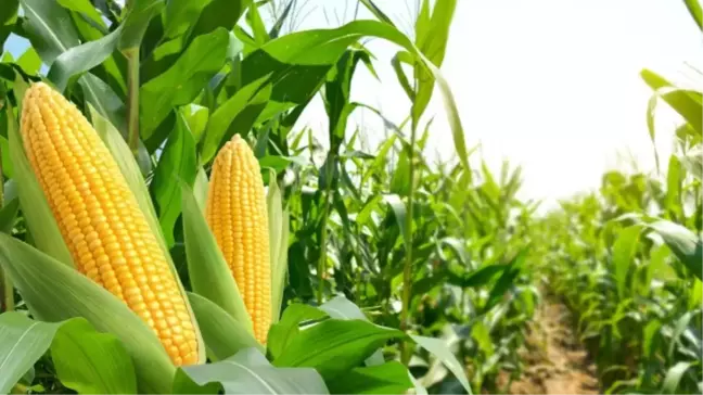 Tekirdağ'da GDO'lu Mısır Skandalı: Savcılık Soruşturma Başlattı