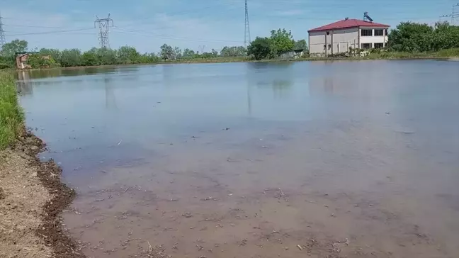 Samsun'da çiftçiler çeltik ekimi için tarlalarda çalışıyor