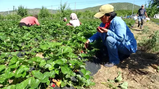 Malatya'da Girişimci Kadın Çilek Üretiminde Siparişlere Yetişemiyor