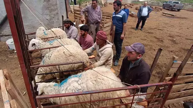 Malatya'da Koyun Sağıcılarına Eleman Bulmakta Zorlanılıyor