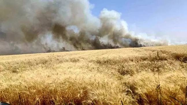 Şanlıurfa'da çıkan yangında bin dönüm buğday küle döndü