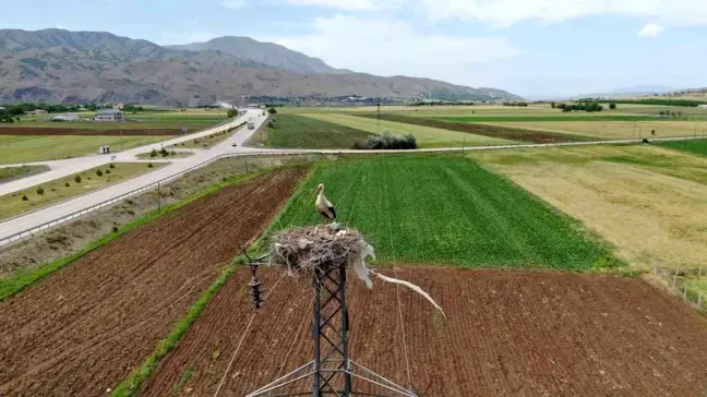 Elazığ'ın Muratbağı köyünde leyleklerin yuvaları dikkat çekiyor