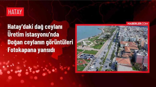 Hatay Dağ Ceylanı Üretim İstasyonu'nda Yeni Doğan Ceylan Görüntülendi