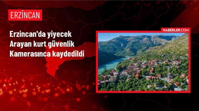 Erzincan'da aç kalan kurt yerleşim yerinde yiyecek aradı