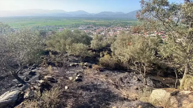 Aydın'ın Nazilli ilçesinde çıkan yangın kontrol altına alındı