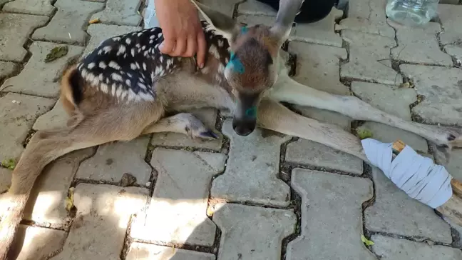 Çakal Sürüsünün Saldırdığı Geyik Yavrusu Kurtarıldı