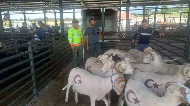 Gediz Hayvan Pazarında Kurban Hareketliliği