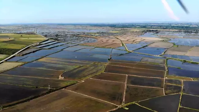 Edirne'de Çeltik Ekimi Tamamlandı