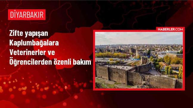 Diyarbakır'da Zifte Yapışan Kaplumbağalar Kurtarıldı