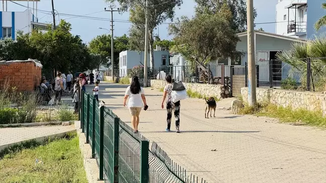 Bodrum'da sahipsiz köpek saldırısıyla korku dolu anlar yaşandı