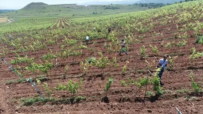 Tokat'ta narince üzüm bağlarında biyoteknik mücadele başlatıldı