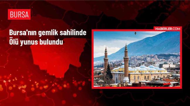 Bursa'nın Gemlik Sahili'nde Ölü Yunus Bulundu