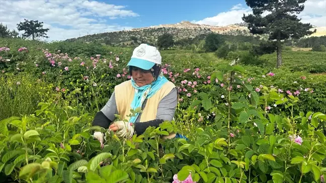 Isparta'da Gül Hasadı Devam Ediyor