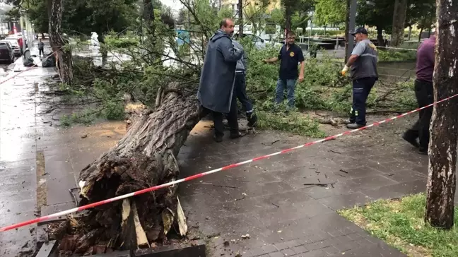 Kırıkkale'de Şiddetli Rüzgarın Devirdiği Çınar Ağacı Kaldırıldı