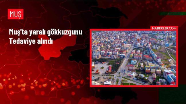 Muş'ta yaralı bulunan gökkuzgunu tedavi altına alındı