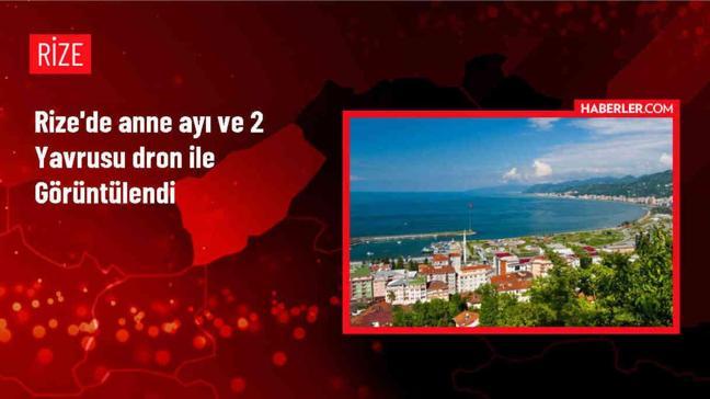 Rize'de dron ile görüntülenen anne ayı ve yavruları