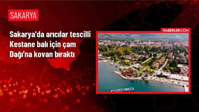 Sakarya'da Çam Dağı'na kestane balı üretimi için kovanlar bırakıldı