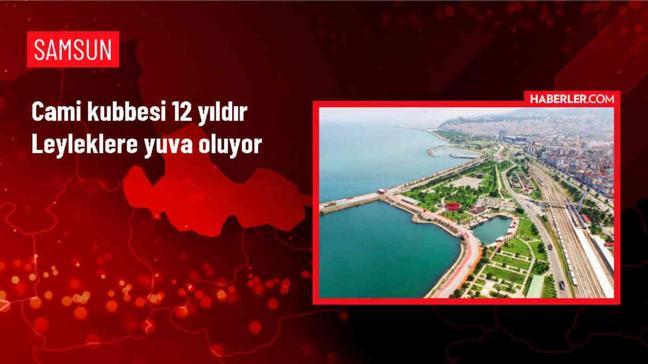 Samsun'daki Ahallı Camisi, 12 yıldır leylek ailesini misafir ediyor