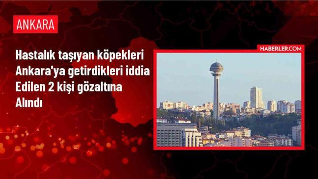 Hastalık taşıyan köpekleri Ankara'ya getiren 2 kişi gözaltına alındı