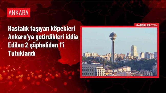 Ankara'ya hastalık taşıyan köpekleri getiren şüphelilerden biri tutuklandı