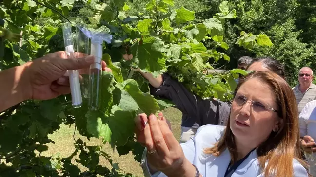 Kahverengi kokarca zararlısına karşı samuray arıları doğaya bırakıldı