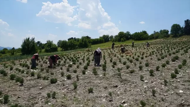 Kadınlar Tarlalarda Lavanta Üretimi Yaparak Köylerine Katkı Sağlıyor