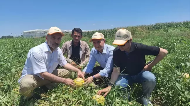 TARSİM Heyeti Adana'da Güneş Yanıklığını İnceledi