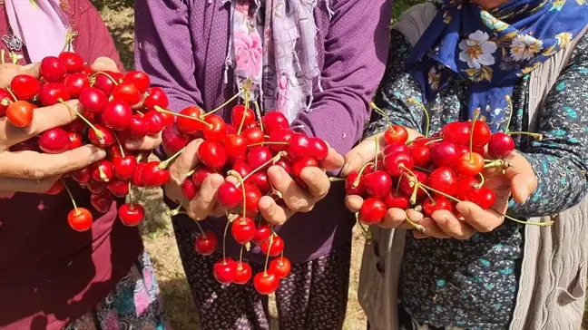 Demirci Kirazı Hasat Dönemi Başladı