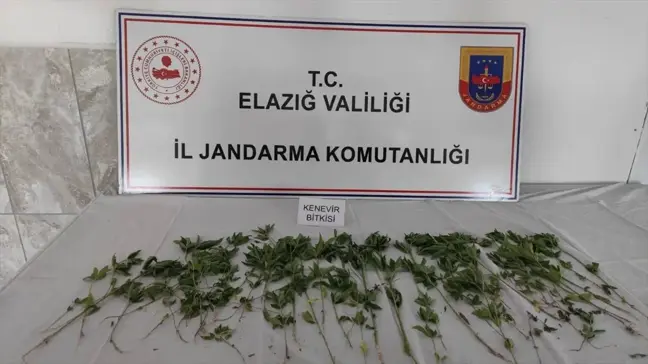 Elazığ'da Hint keneviri yetiştiren şüpheli gözaltına alındı