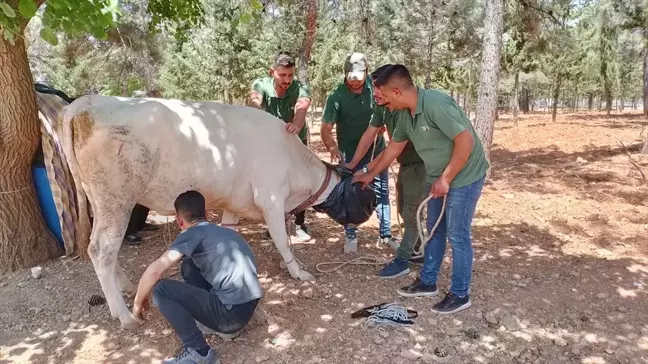 Gaziantep Büyükşehir Belediyesi Kurban Yakalama Timi 12 Hayvanı Yakalayarak Sahiplerine Teslim Etti