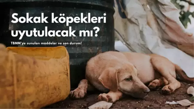 Sokak hayvanları yasası nedir? Sokak köpekleri uyutulacak mı? 2024 TBMM'de sokak hayvanları kanun teklifinde son durum!