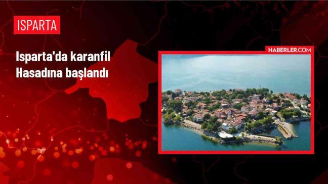 Isparta'da 2 Bin Dekar Alanında Karanfil Hasadı Başladı