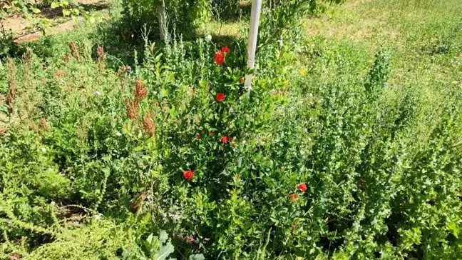 Kırşehir'de Hobi Bahçesinde Nar Yetiştirme Çabası