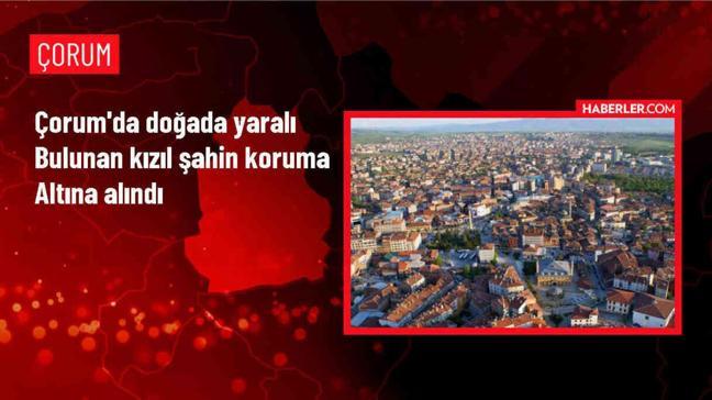 Çiftçinin arazisinde yaralı bulunan kızıl şahin koruma altına alındı