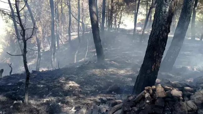 Denizli'nin Buldan ilçesinde ormanlık alanda çıkan yangın kontrol altına alındı