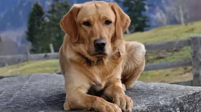 Sokak köpekleri uyutulacak mı, ne zaman? Cumhurbaşkanı Erdoğan'dan sokak hayvanları açıklaması!