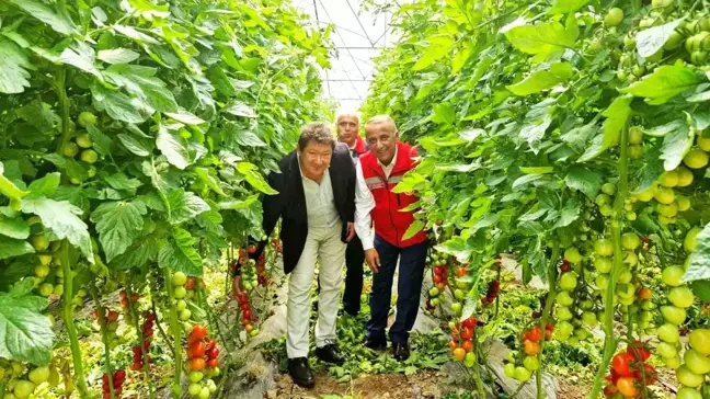 Karadeniz'in en büyük sebze serasında sezonun ilk domates hasadı yapıldı